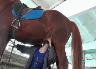 Beautiful brown horse in amazing bestiality