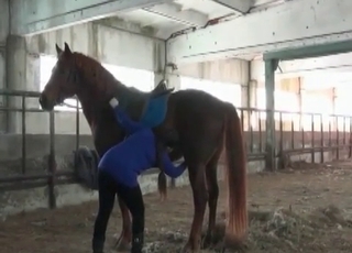 Beautiful brown horse in amazing bestiality