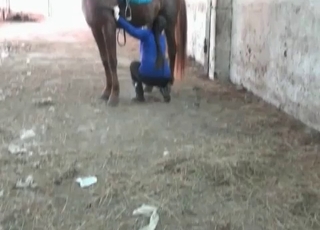Beautiful brown horse in amazing bestiality