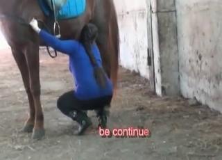 Beautiful brown horse in amazing bestiality