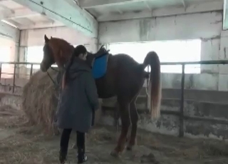 Beautiful brown horse in amazing bestiality