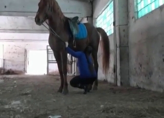 Beautiful brown horse in amazing bestiality