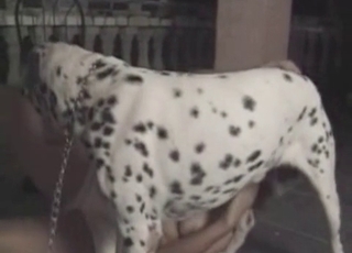Sexy Dalmatian takes a part in bestiality XXX