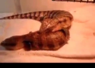 Sexy reptiles having good sex