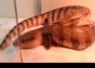 Sexy reptiles having good sex