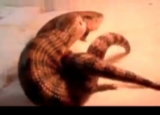 Sexy reptiles having good sex