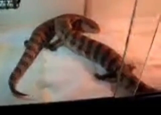 Sexy reptiles having good sex