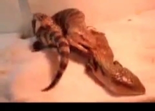 Sexy reptiles having good sex