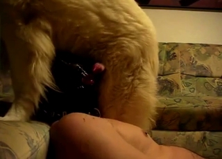 White retriever fucked her hole on cam