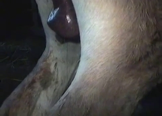 Amateur bestiality sex action in the barn