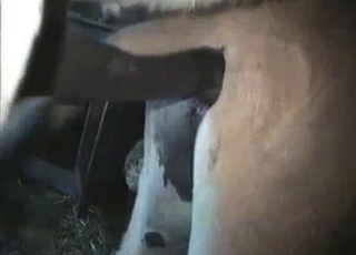 Amateur bestiality sex action in the barn