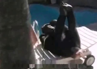 Stunning busty chick in bestiality XXX