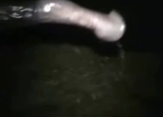 Cute brown horse in amazing animal sex