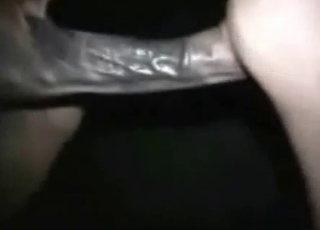 Cute brown horse in amazing animal sex