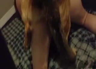 Amateur animal porn with a shepherd