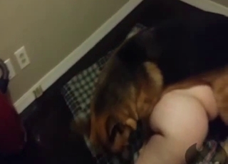 Amateur animal porn with a shepherd