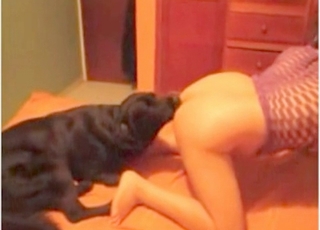 Black dog licks her wide-opened snatch