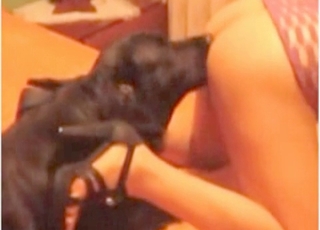 Black dog licks her wide-opened snatch