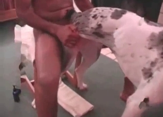 Sweet small doggy penetrated from behind