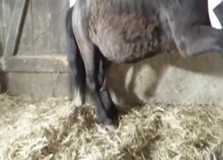 Playful black mare in amazing animal sex