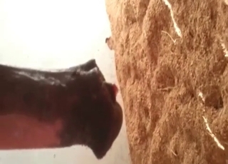 Stunningly huge stallion dick looks nice