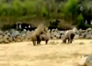 Sexy wild animals having amazing sex