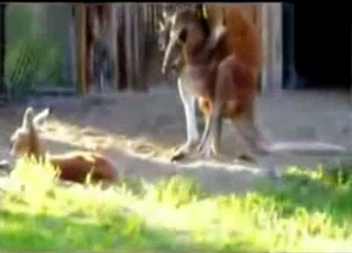 Sexy wild animals having amazing sex