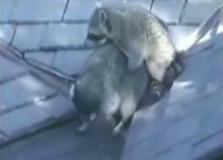 Sexy wild animals having amazing sex