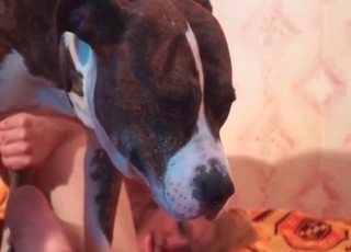 Passionate chick licks her playful animal anus