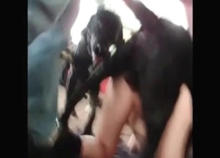 Babe and doggy having disgusting sex