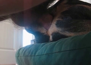 Gorgeous anal sex action with my cute dog