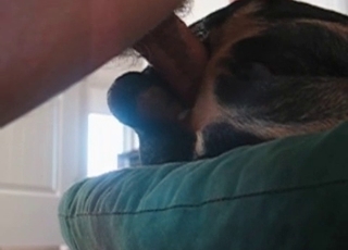 Gorgeous anal sex action with my cute dog