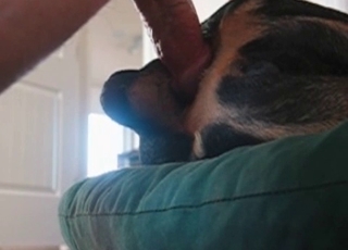 Gorgeous anal sex action with my cute dog