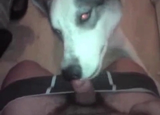 Sexy doggy licking his loaded hard sausage