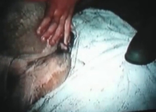 Fucking a tight wet pussy of a stallion