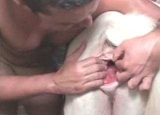 Licking horse anus in the doggy style pose