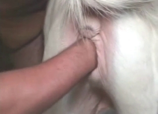 Licking horse anus in the doggy style pose