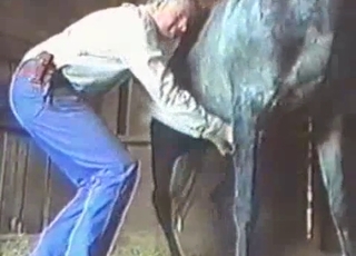 Beautiful horse in gorgeous bestiality