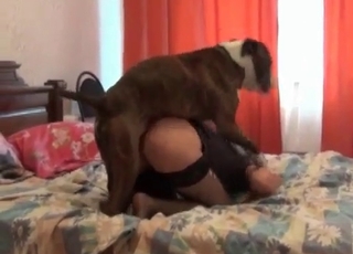 Gorgeous chick is trying nasty bestiality