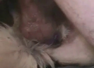 Nice and ditty bestiality XXX action