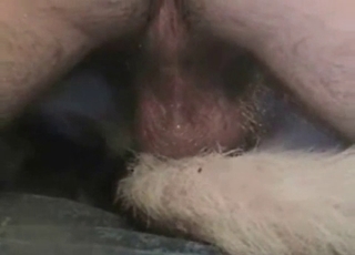 Nice and ditty bestiality XXX action