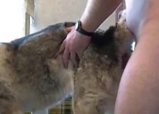 First tryout of a sex-addicted zoophile