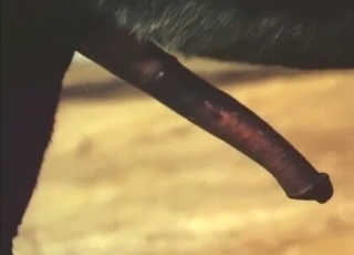 Astonishing and filthy as fuck bestiality