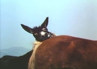Astonishing and filthy as fuck bestiality