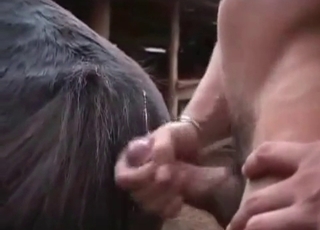 Trained animal takes a part in bestiality