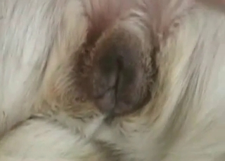 Small white doggy fucked in missionary pose