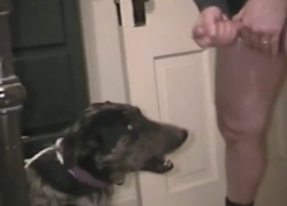 Jerking my loaded dick on doggy's face