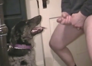 Jerking my loaded dick on doggy's face