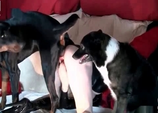 Two sexy dogs are fucking her cunt