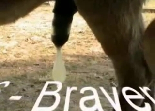 Collecting fresh semen of a hot animal